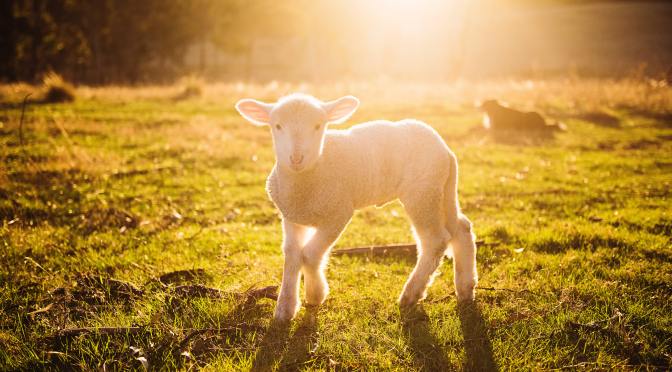 Forget the Easter Bunny, Just Give Me The Lamb